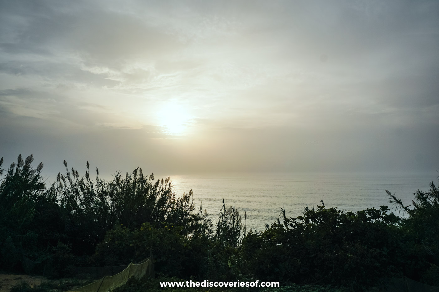 A hazy sun sinking towards the Atlantic through tall reeds and dark scrub on the clifftops just north of Odeceixe