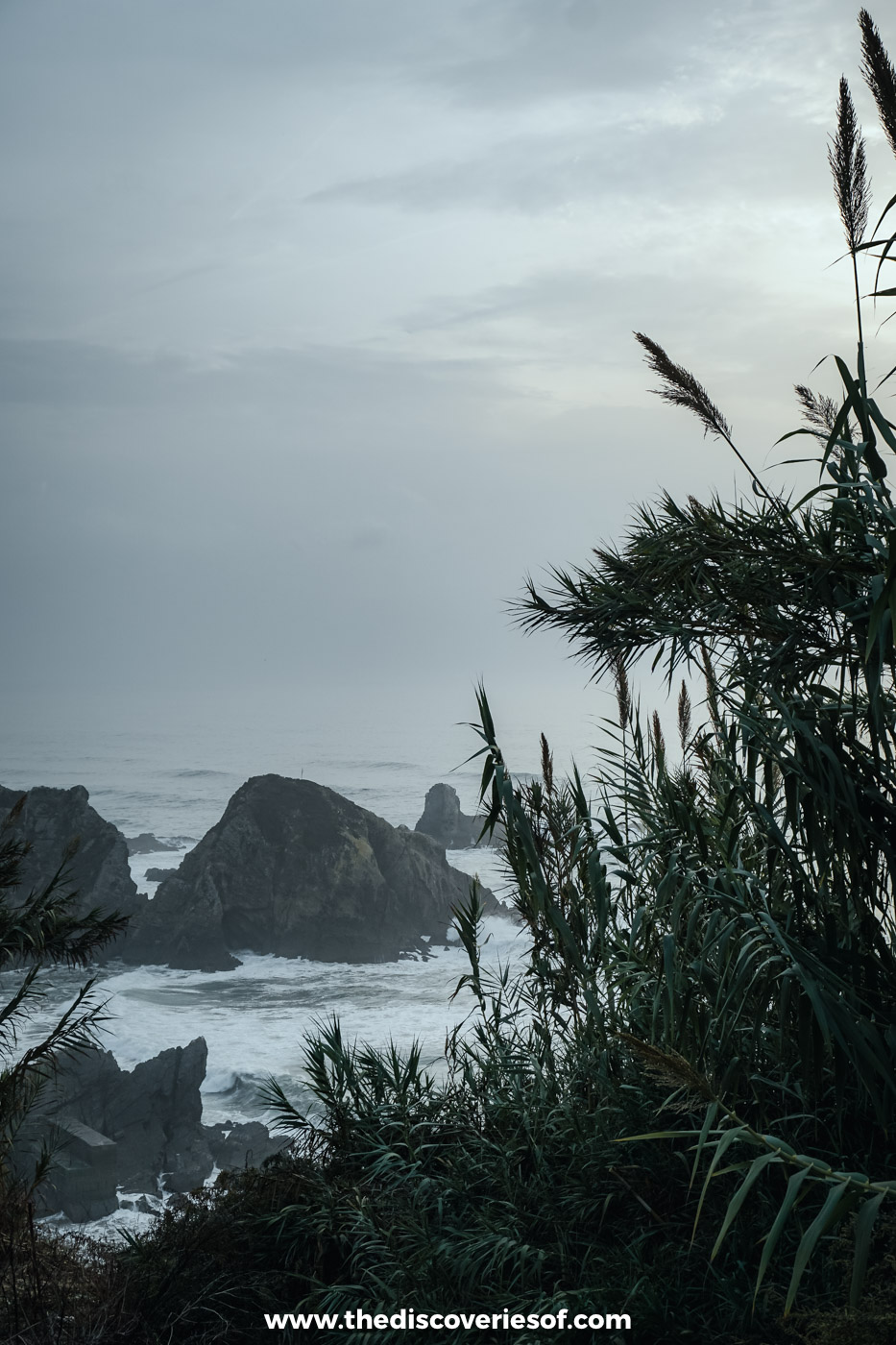 Tall coastal reeds framing dark sea stacks and white surf below the clifftops of the Alentejo coast in evening light