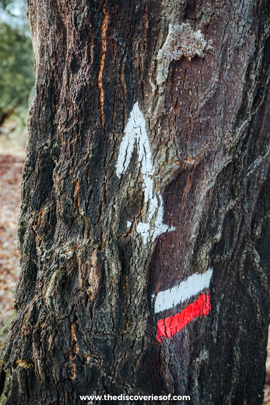Red and white waymark stripes and a white arrow painted on a cork oak on the Historical Way