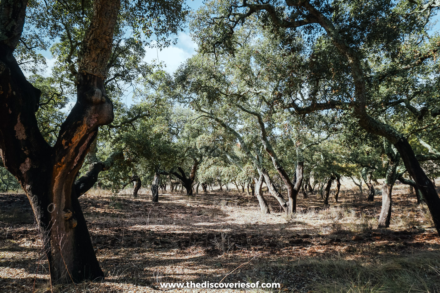 Cork oaks with stripped red trunks shading open ground on the Historical Way near Santiago do Cacém