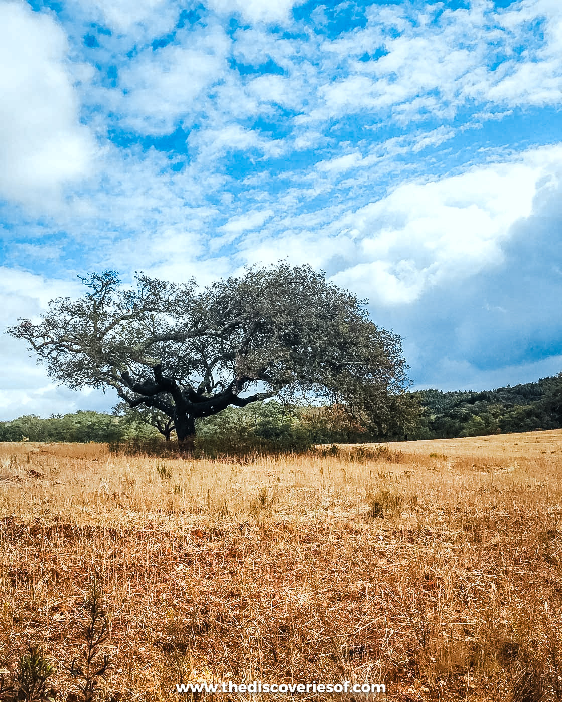 A lone oak tree standing in a field of dry golden grass under a blue sky in the Alentejo