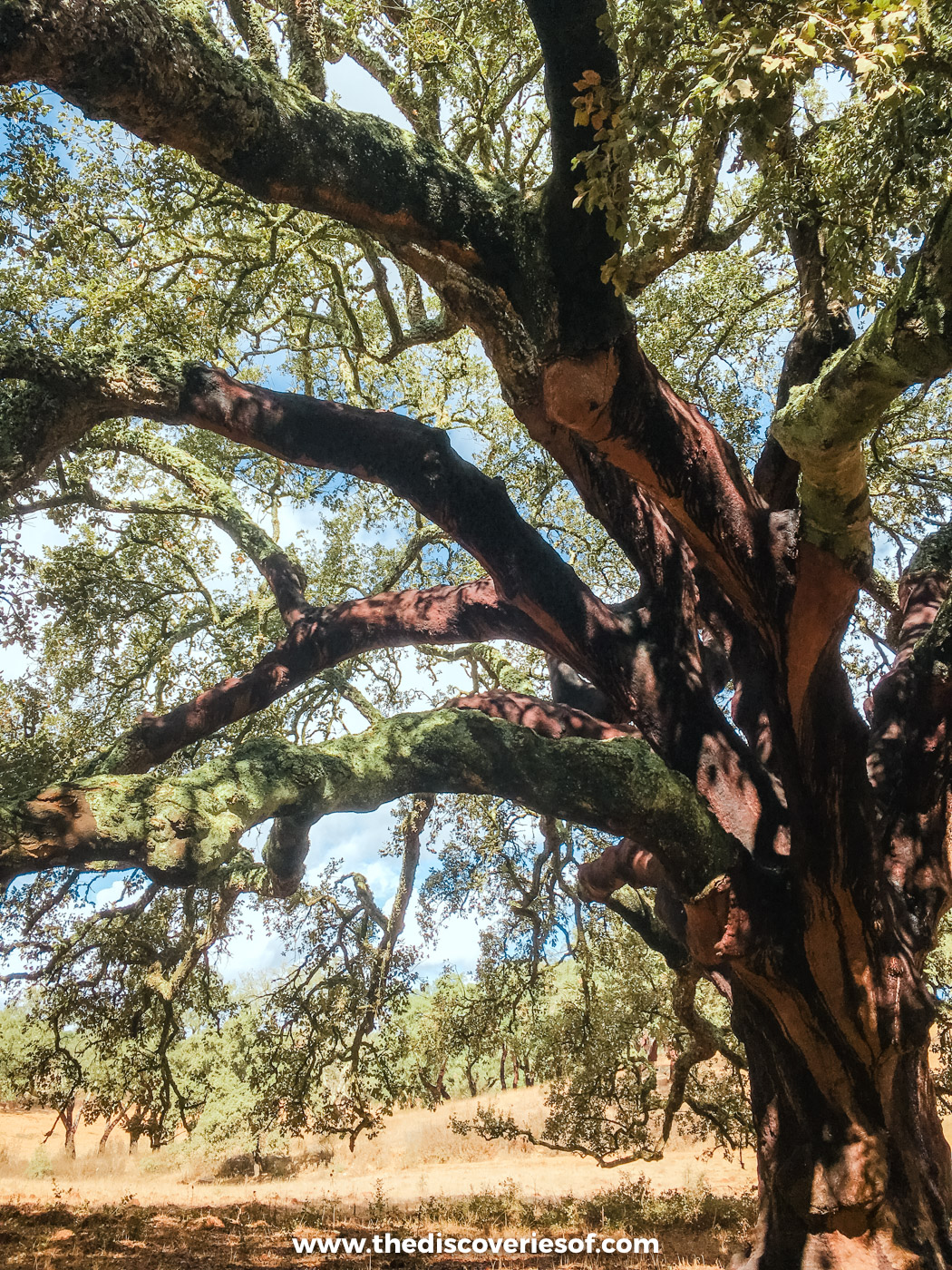 The twisting branches of an old cork oak above golden grass on the Senhora das Neves circular route