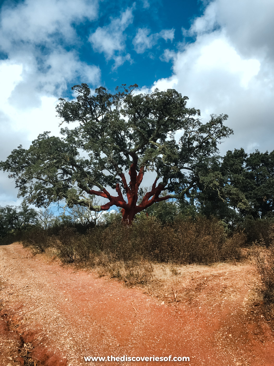 A red earth path past a lone cork oak under a cloudy blue sky near Monte da Estrada, Alentejo