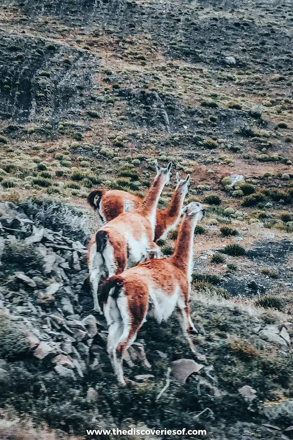 Two guanacos on a rocky slope in Torres del Paine, Chile