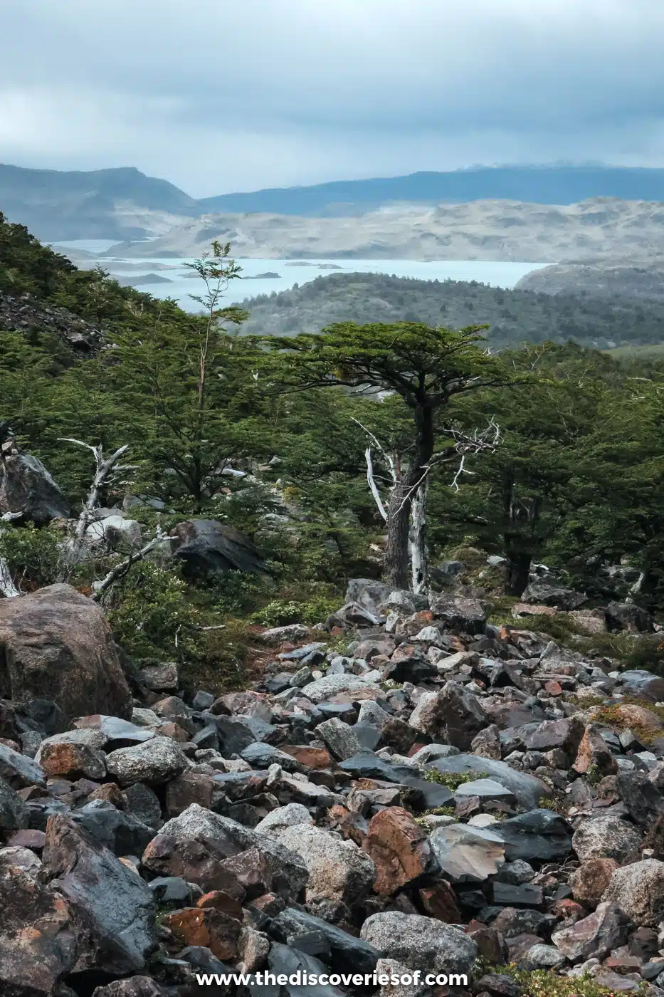 Rocky trail past a twisted tree with lakes below, Torres del Paine, Chile