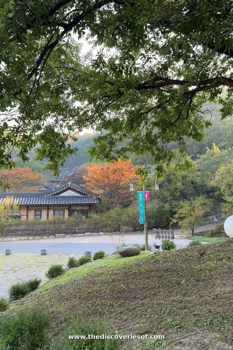 A hanok roof among red and orange autumn maples seen beneath a tree canopy at Tradition Resort Gurume, Andong