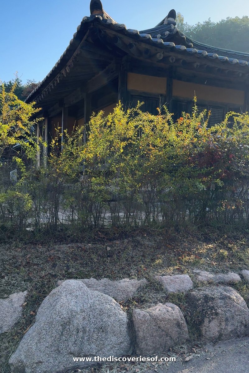 Curved hanok eaves above a yellowing hedge and a low wall of boulders at Tradition Resort Gurume, Andong
