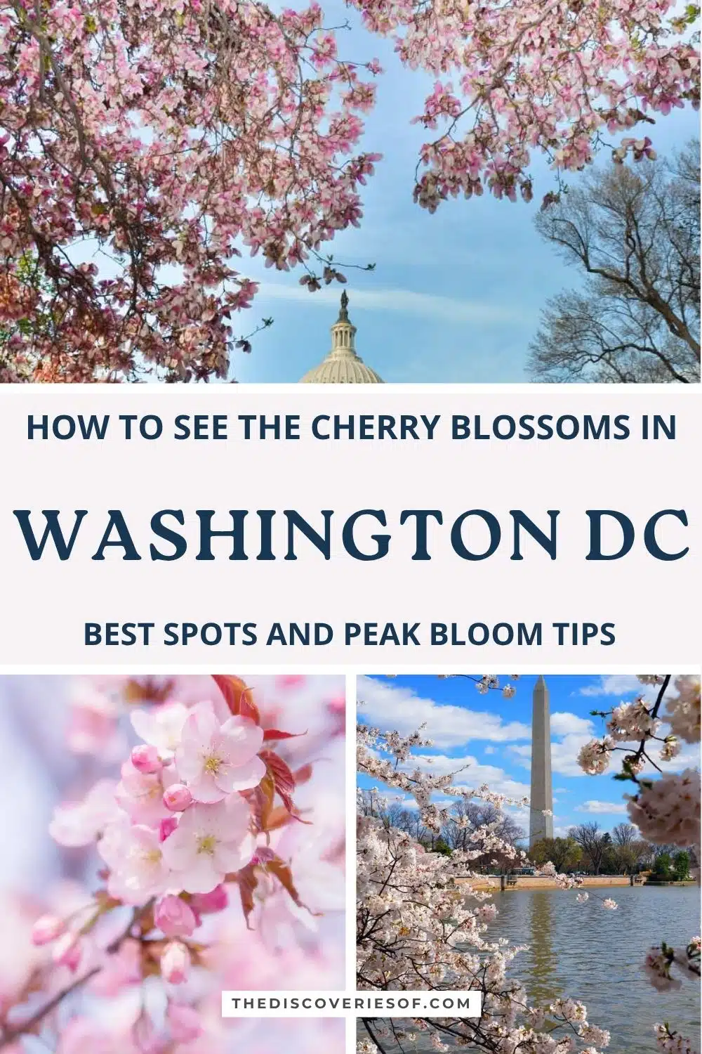How to see the cherry blossoms in Washington DC: a complete guide